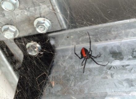 Garage Pest Control Tips