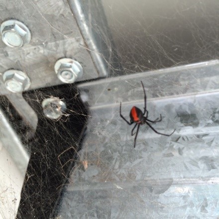 Garage Pest Control Tips